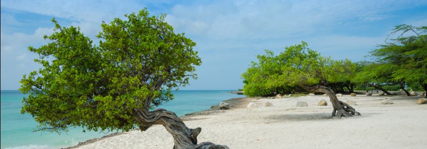 Aruba trees on the beach